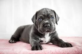 Die beste Art, einen Cane Corso zu erziehen
